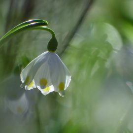 Der Duft der Märzenbecher