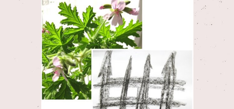 Geliebte und Ungeliebte – Geranium (Pelargonium graveolens)