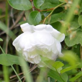 Weiße Rose Duftgespräch®