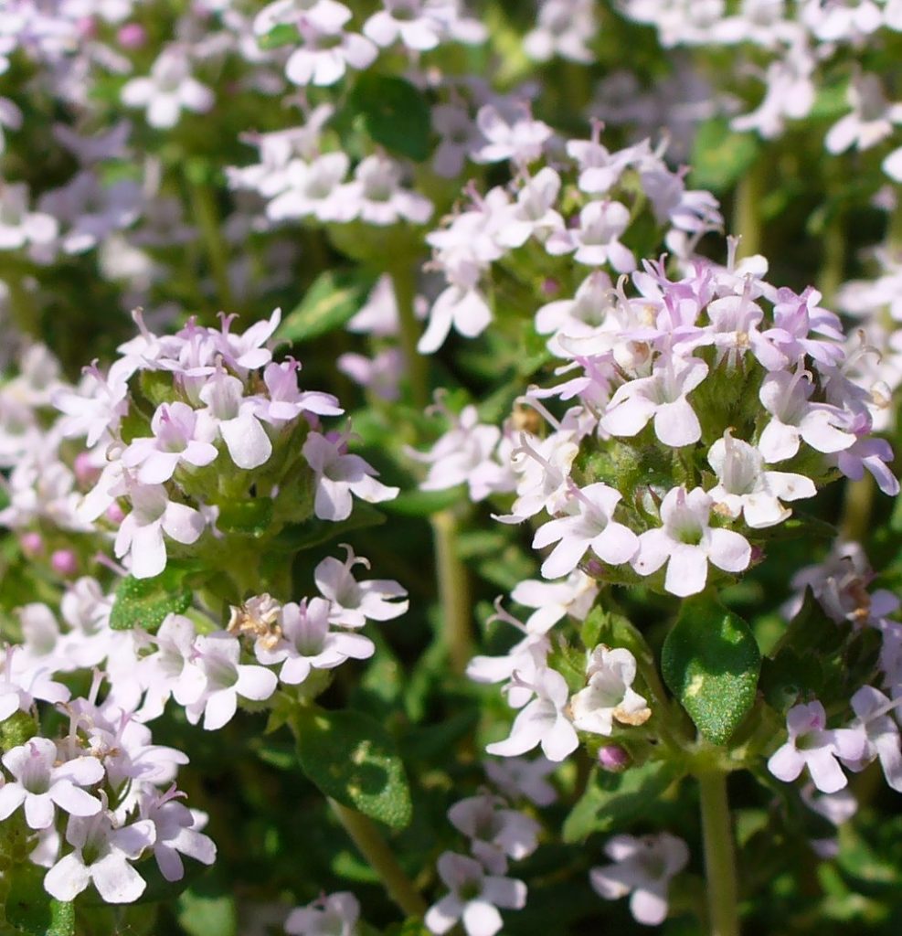Thymian