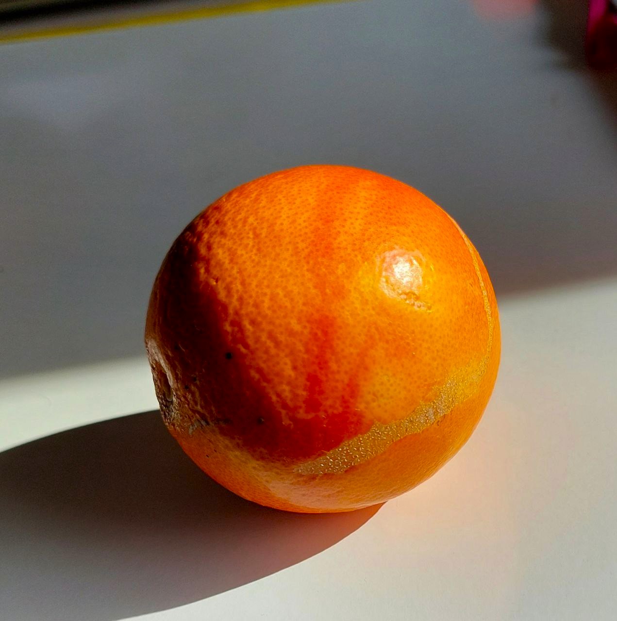Die Blutorange (Citrus x sinensis L.) - eine Beschützerin bei Stress?